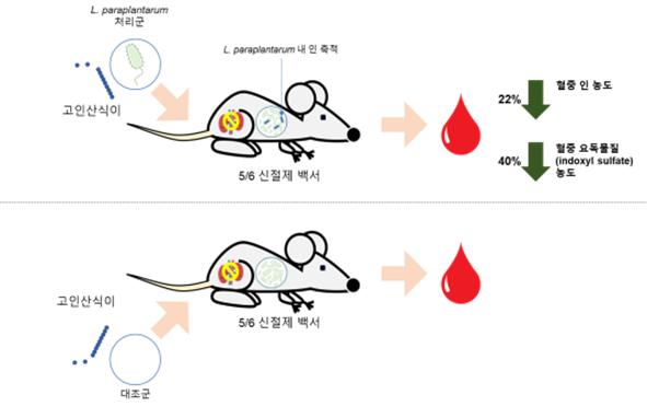 전통식품 유래 유산균, 만성 신장질환자 합병증 막는다