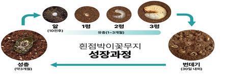 흰점박이꽃무지 생산과정