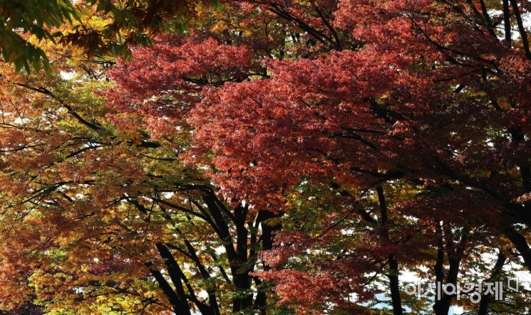 전국적으로 단풍이 빨갛게 물들고 있는 28일 서울 도심이 가을색으로 물들고 있다./윤동주 기자 doso7@