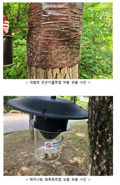서울시, 산림병해충에 화학적방제 줄이고 친환경방제 늘린다