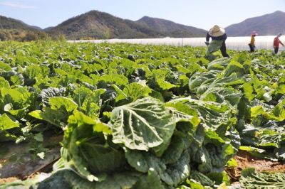 "채소 과잉·과소 재배 막자"…재배면적 사전관리체계 본격 가동