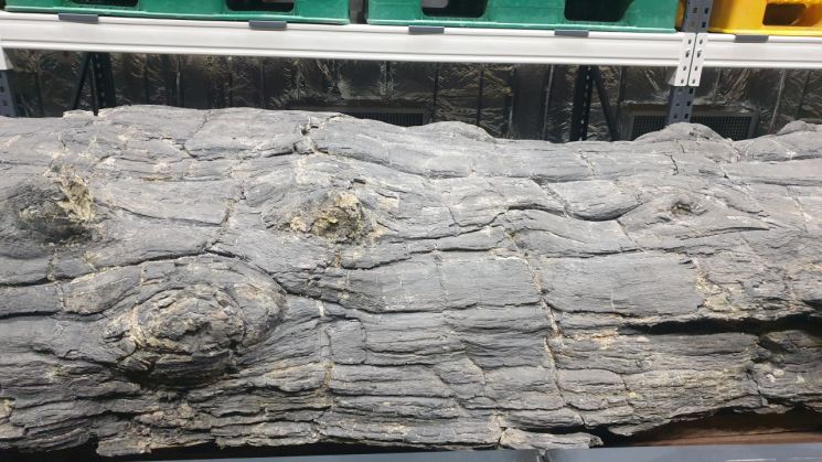 국내 최대 나무화석 천연기념물 지정