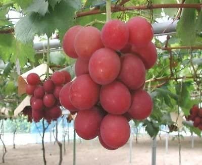Which Country Leaked the Ruby Roman Grape Saplings, a Premium Grape Enjoyed Even by the Japanese Prime Minister?