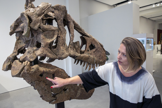 티라노사우루스 두개골 화석 경매로 나온다 … 추정 최고가 275억원