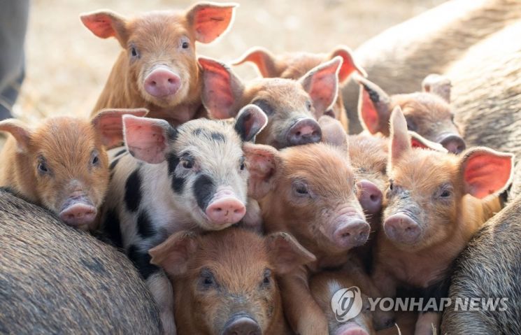 돼지가 이렇게 똑똑했다고? 입 벌어지는 ‘놀라운 지능’ 