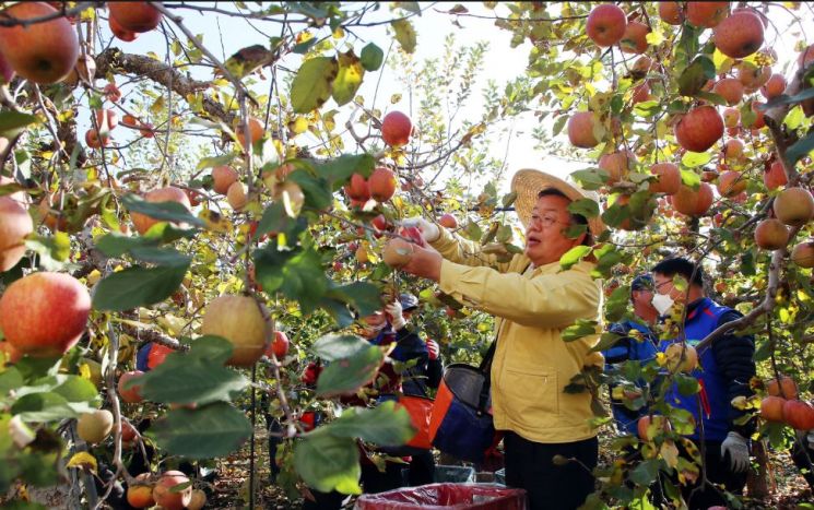 박일호 경남 밀양시장이 사과처럼 빨갛게 물든 얼굴로 한 손을 거들고 있다.[밀양시청 제공]