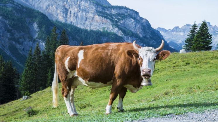 ‘소 방귀세’가 기후위기 해결책? … 소 트림·방귀·분뇨의 메탄가스 줄인다