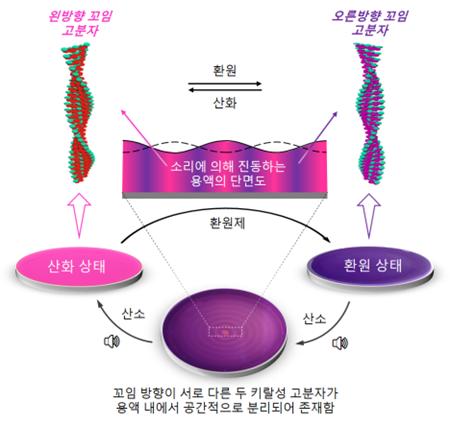 ＜소리를 이용한 키랄성 분자들의 공간적 분리＞

소리에 의해 생선된 물결에는 마루와 마디가 존재한다. 마루는 공기 중 산소가 많이 공급되어 산화 반응이 일어나는 영역이다. 산화-환원 상태에 따라 서로 다른 꼬임 방향을 가지는 키랄성 고분자 물질은 용액 내에서 산소가 풍부한 산화 영역과 산소가 부족한 환원 영역에 각각 분리되어 존재한다. 산화-환원 상태에 따라 색깔이 다른 고분자를 이용하면 번갈아 나타나는 동심원 모양의 색깔 패턴이 형성된다. 두 물질의 공간적 형성과 분리가 이뤄졌음을 시각적으로 확인할 수 있다. 

그림 및 설명=기초과학연구원