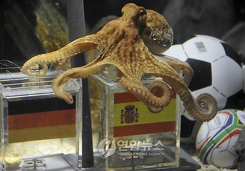 ‘점 치는 낙타’ 등장 … “잉글랜드가 이란 꺾는다”