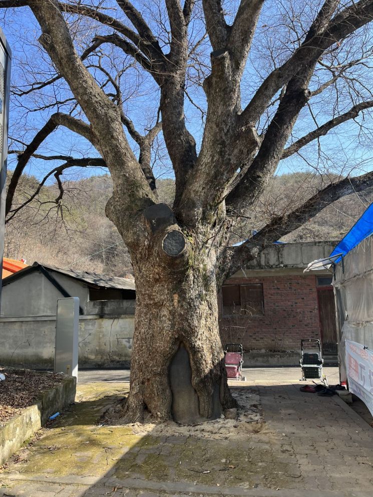 불량한 환경의 노거수가 위험하다