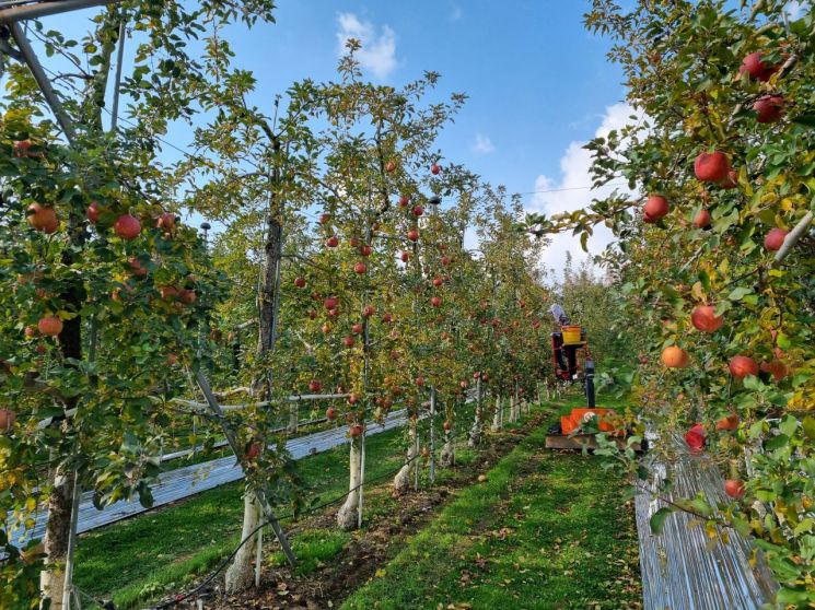 예산사과와인 사과밭에서 사과수확이 이뤄지고 있는 모습