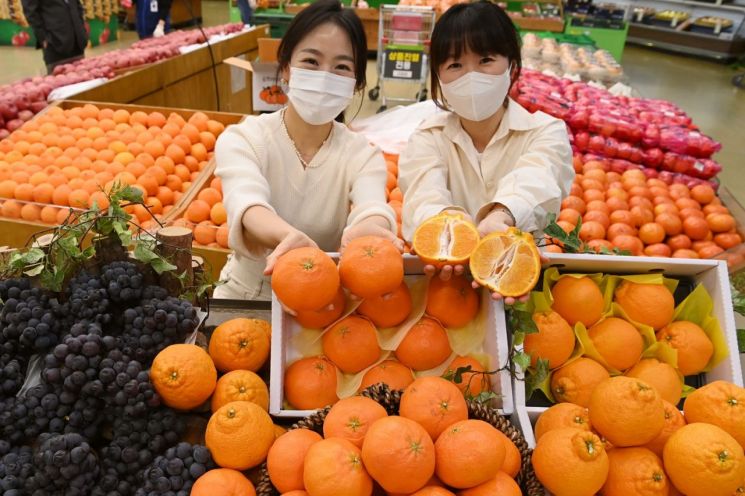 농협유통 하나로마트, 한라봉·탄금향·세레단포도 첫 출하