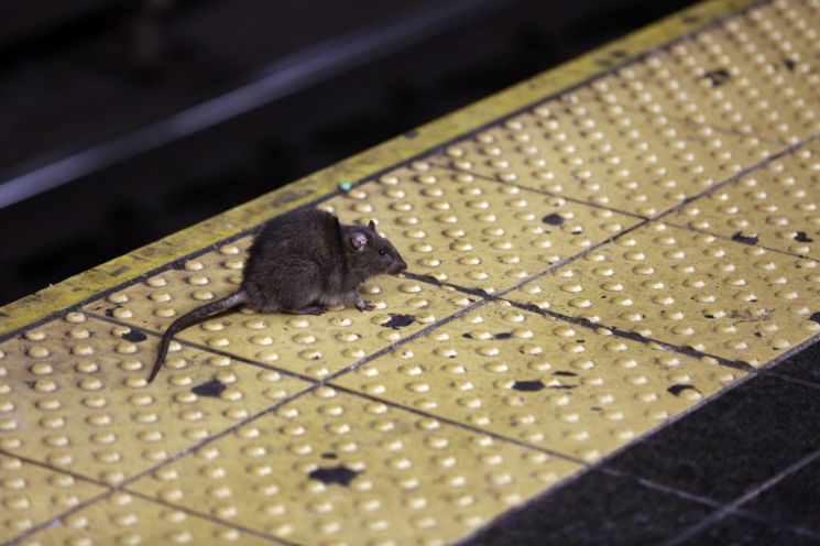 [뉴욕다이어리]쥐떼와의 전쟁…연봉 2억원 '쥐 퇴치 전문가' 찾아요