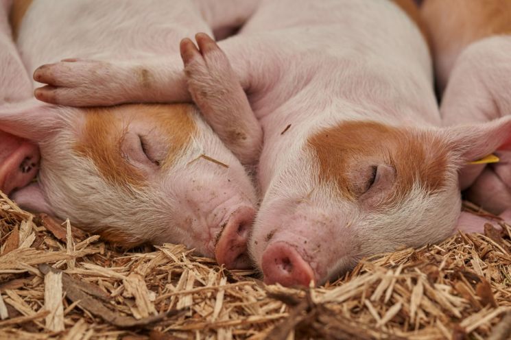동물의 장기 등를 사람에게 이식하는 '이종이식' 연구가 세계적으로 활발히 이뤄지고 있다. 돼지는 현재 가장 연구가 많이 진행된 동물이다. [이미지출처=픽사베이]