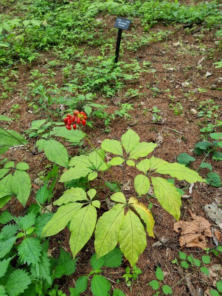 산림청, ‘국유림 규제개선’ 산양삼 재배 임대기간 제한 폐지