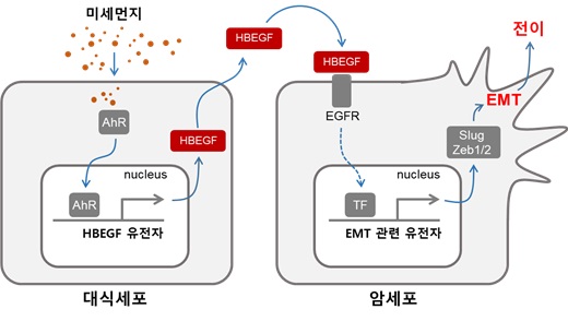 - 미세먼지에 의한 암세포의 전이 증가 과정에 대한 모식도

미세먼지에 의해 활성화된 대식세포의 AhR은 핵으로 이동하여 HBEGF의 발현을 유도하고 증가된 HBEGF는 대식세포 밖으로 분비된다. 분비된 HBEGF에 의해 암세포의 EGFR이 자극을 받아 EMT가 유도되고 암의 전이가 증가한다.