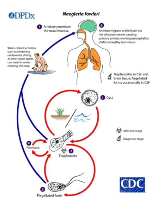 미국질병예방센터(CDC)가 제작한 파울러자유아메바 생활사. 사진=질병관리청 제공