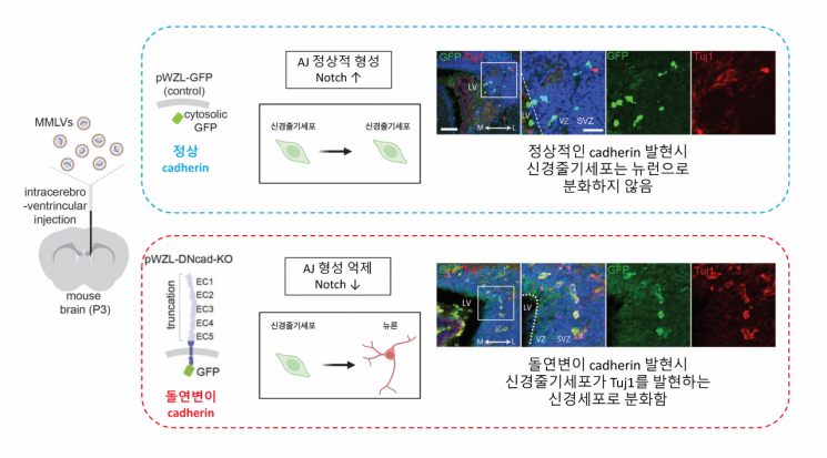 신경줄기세포의 뉴런으로 분화와 접착연접 형성과의 관계. 그림=IBS 제공