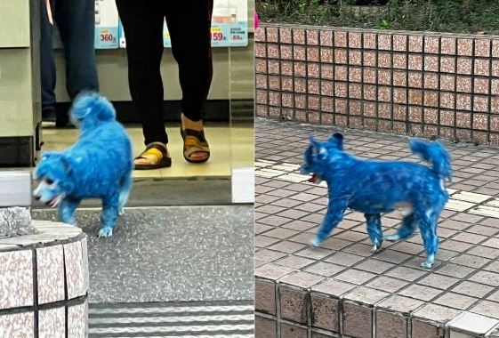 "설마 아바타 보고?"…파란 염료 뒤집어쓴 강아지