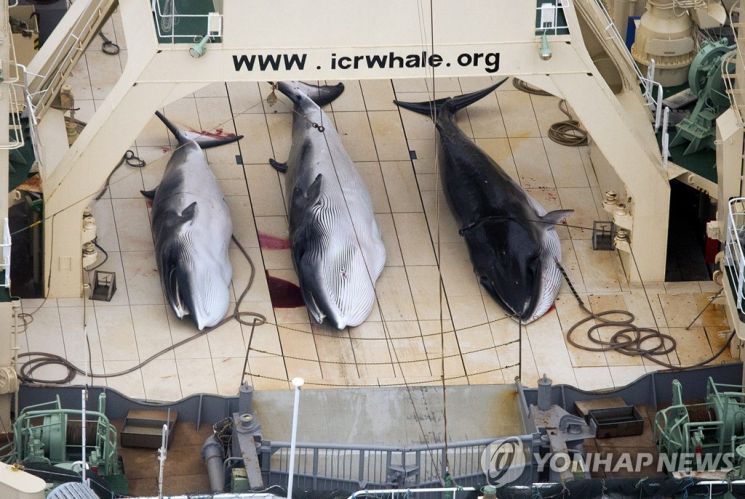 일본 어선이 포획한 고래 [사진출처=EPA·연합뉴스]