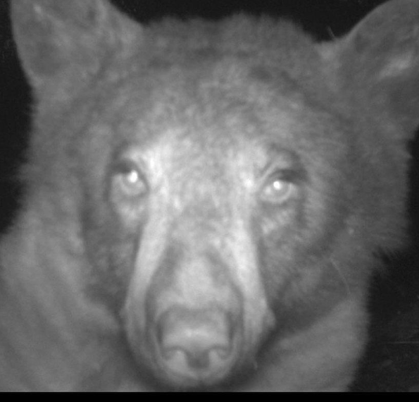 미국 콜로라도주 볼더의 볼더산간녹지공원에 있는 야생동물 관찰 카메라에 찍힌 흑곰. [이미지출처=볼더산간녹지공원 트위터]