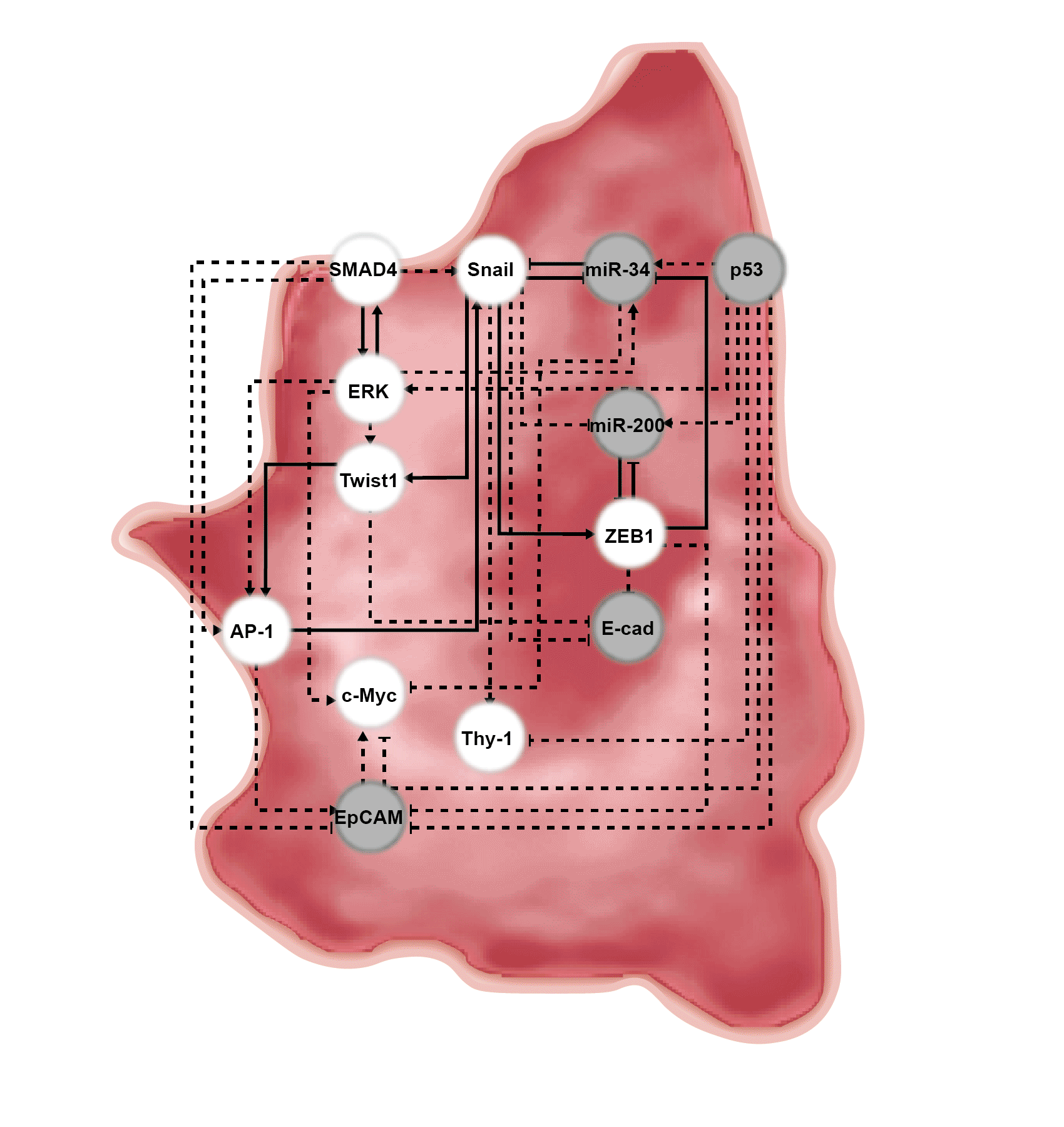 세포 내부에 표기된 네트워크구조는 연구를 통해 밝혀진 핵심 분자조절경로를 의미한다. 상기 빨간색은 중간엽세포로 전이가 가능한 세포상태이다. 알약으로 표기된 p53 노드를 단독 활성화시켰을 때 주황색인 EMT 하이브리드 세포로 상태가 변환되고, p53과 SMAD4 노드를 함께 조절했을 때, 파란색인 EMT 하이브리드 세포로 변환된다다 (파란색인 EMT 하이브리드 세포는 상피세포와 유사한 형태를 보이지만 여전히 항암 화학요법 치료에 내성을 가지고 있는 세포). 최종적으로 발굴된 핵심 분자 타깃 p53, SMAD4, ERK을 모두 조절했을 때, 초록색인 전이가 되지 않고 항암 화학요법 치료가 잘 되는 상피세포로 변하게 된다. 그림제공=카이스트