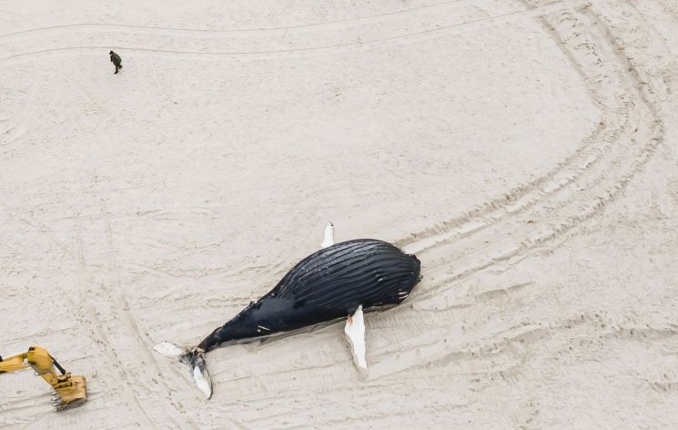 미국 뉴욕주 나소 카운티 해변에서 몸길이가 무려 10m에 달하는 혹등고래 사체가 발견돼 충격을 주고 있다. [사진출처=EPA·연합뉴스]