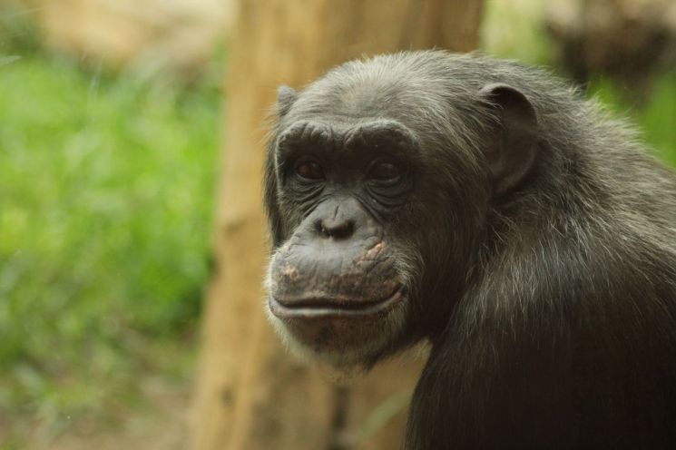 10대 침팬지 인내심, 인간 사춘기 청소년보다 강해