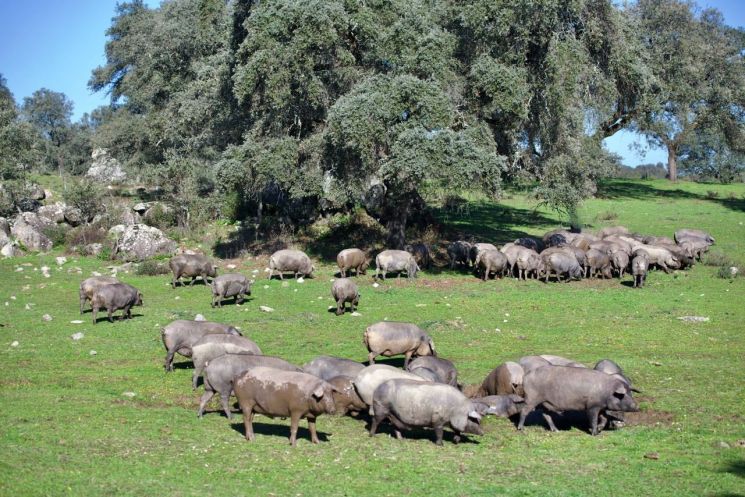 한화가 직영하는 스페인 세비아 북부 시에라 모레나 국립공원 내 이베리코 농장(사진=갤러리아 제공).