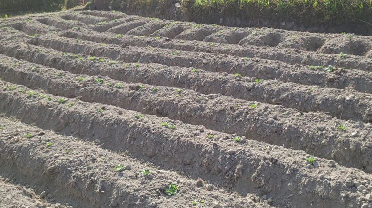 네팔 파츠칼 지역에 파종 후 자란 감자 새싹