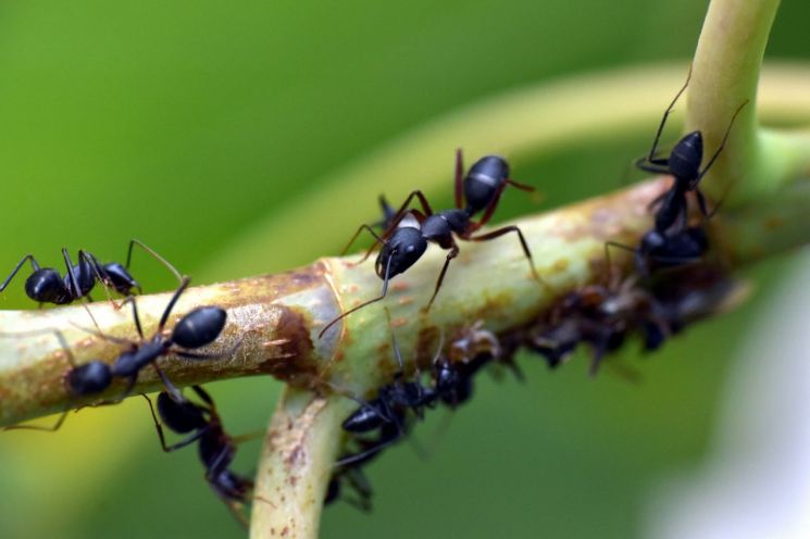 '개미'의 재발견, 소변 냄새로 '암세포' 찾아낸다