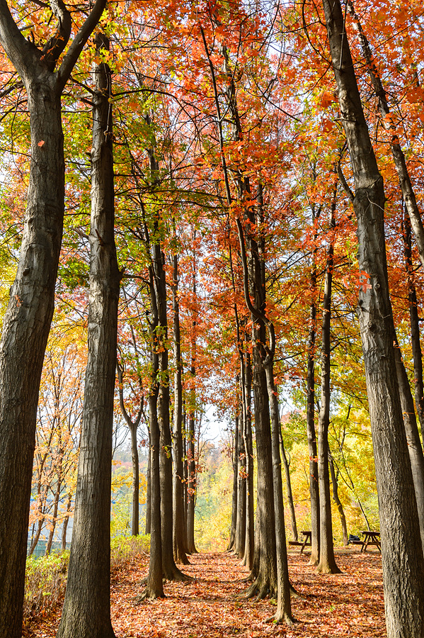가을 계남근린공원의 대왕참나무숲＜사진제공=양천구청＞
