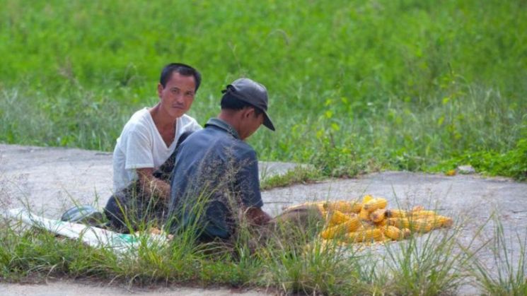 북한 개성 농민들이 밭에서 수확한 옥수수를 정리하는 모습