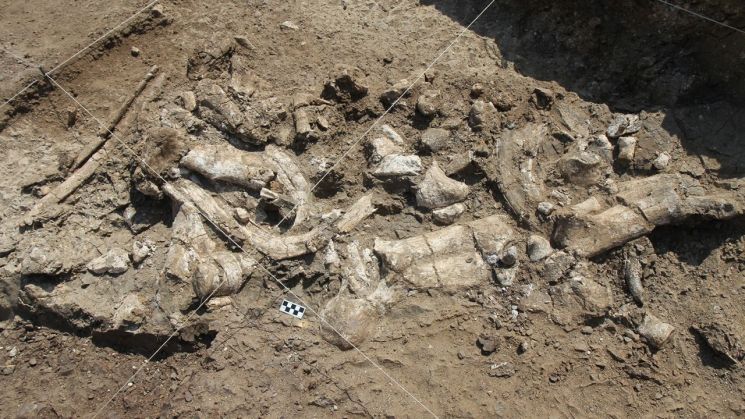 아프리카 케냐 빅토리아 호수 인근에서 발견된 고대 인류 유적에서 300만년 전의 것으로 추정되는 고대 하마의 뼈와 석기, 고대 영장류의 이빨 등이 발견됐다. 사진출처=CNN 홈페이지