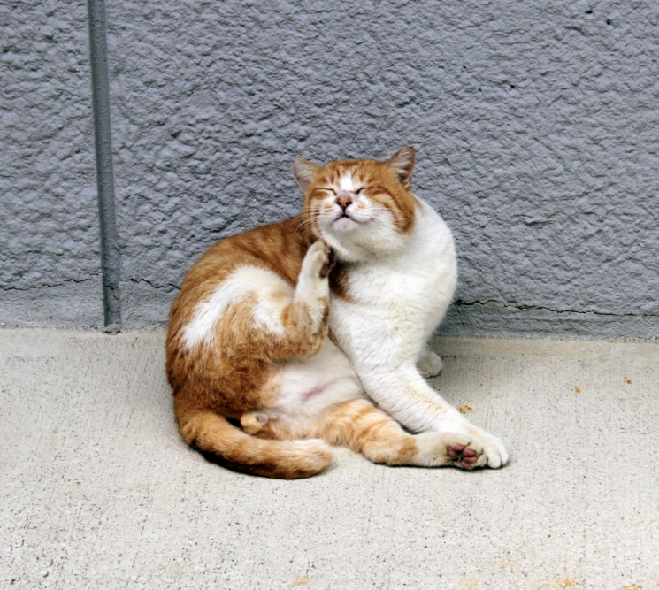 오키나와의 고양이.
