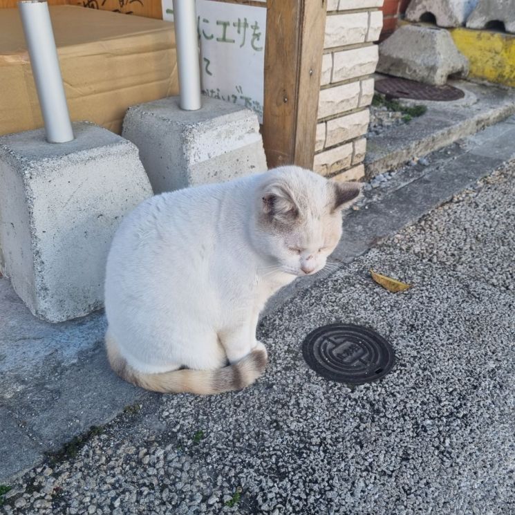 오키나와 국제거리 음식점 앞의 고양이.