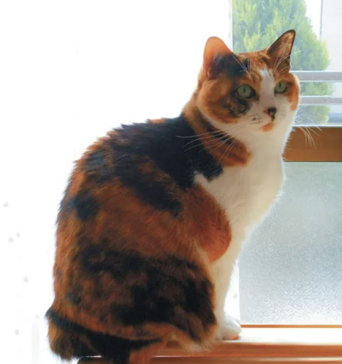 꼬리가 짧은 일본 고양이. (사진출처=네코노키모치 매거진 홈페이지)