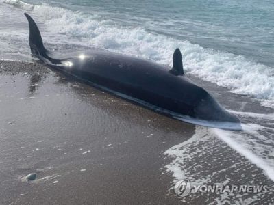 키프로스 섬 해안에서 죽은 채 발견된 고래 [사진출처=로이터 연합뉴스]