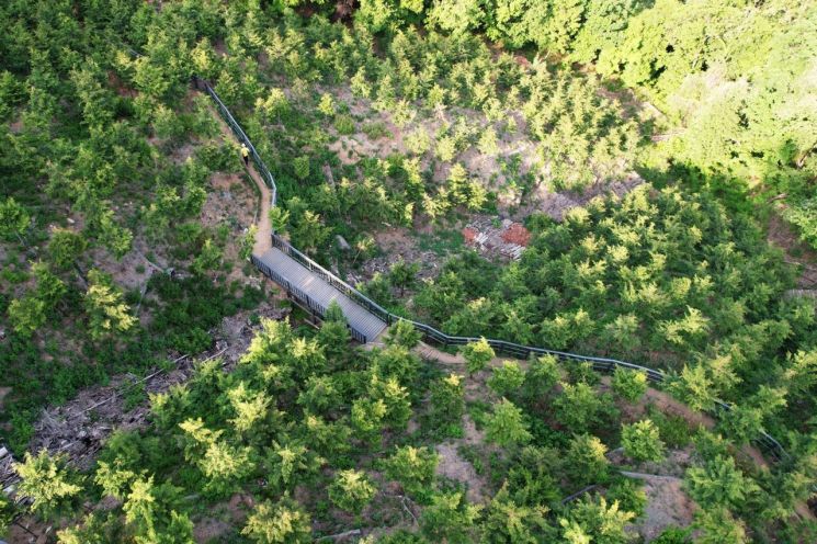 [하루만보]국내 유일 편백나무 숲 무장애길…은평 봉산숲길