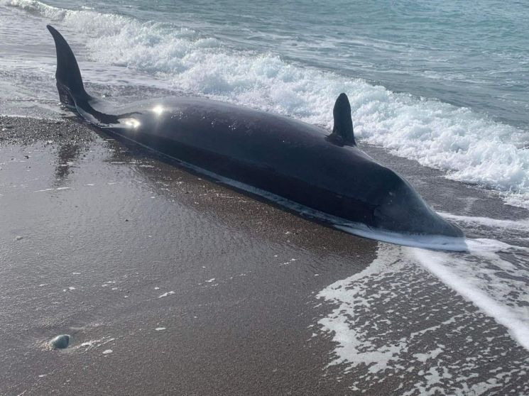 튀르키예 인근 고래7마리 떼죽음…지진 영향 의문