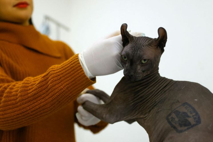 멕시코의 한 교도소에서 마약 카르텔 간부가 키우던 것으로 추정되는 스핑크스 고양이의 몸에 '멕시코산'이라는 문구가 새겨져 있다. [이미지출처=로이터연합뉴스]