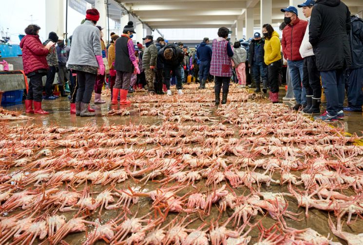 아침이면 후포 공판장이 시끌시끌하다. 대게 경매풍경은 울진여행에서 한번쯤은 볼만하다.