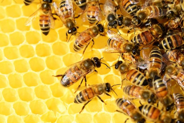 그 많던 꿀벌 사라진 이유…미국 연구진 "작년 대부분 과로사"