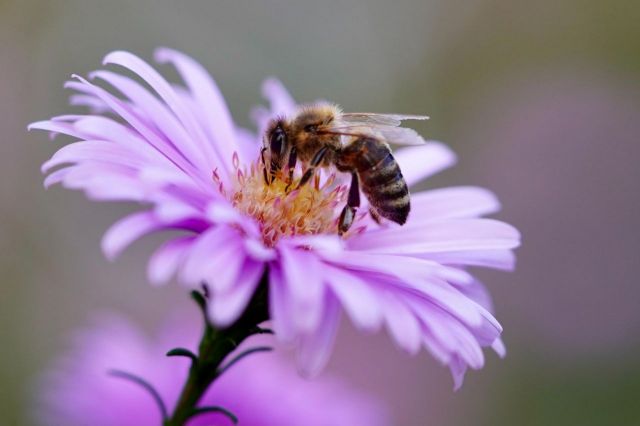 야생화는 꿀벌에 중요한 양분을 제공한다 / 사진=픽사베이