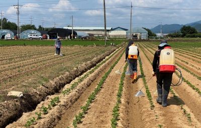 장성군, 쌀값 안정 행정력 집중…전략작물직불제 등 시행