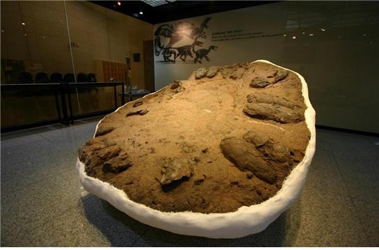 2009년 발견된  수각류 공룡알 둥지 화석 [이미지출처=전남대 한국공룡연구센터]