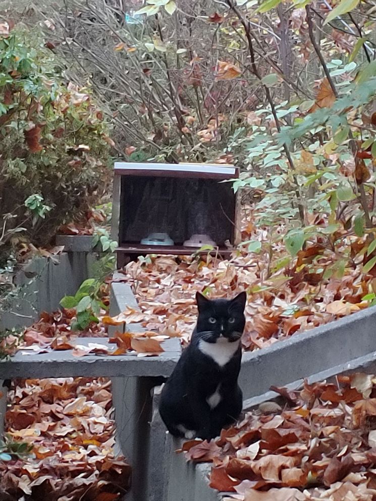 서초구, 길고양이와 공존 위한 중성화사업 추진 