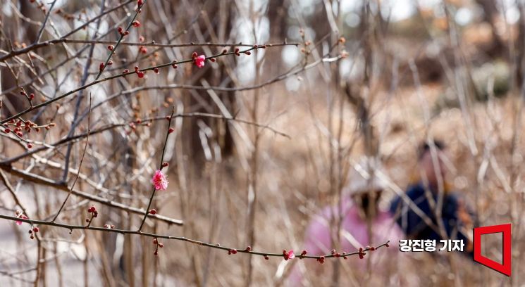 [포토]'봄 머금은 홍매화 망울'