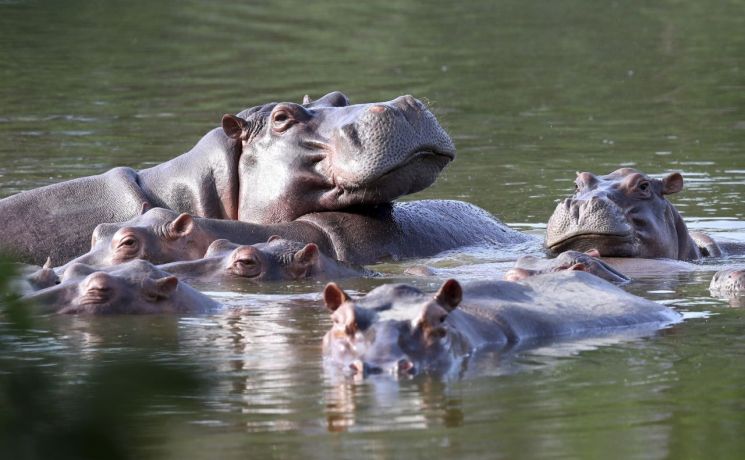 콜롬비아 '아시엔다 나폴레스'의 하마들.[사진출처=AP 연합뉴스]