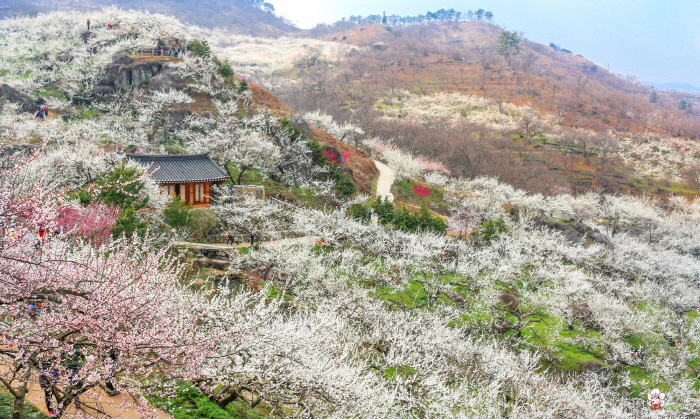 [the리스트]매화·산수유·벚꽃·동백…'봄 축제'는 여기